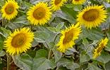 Holiday houses and vacation rentals in Provence and Languedoc, many villas with pools, southern France
