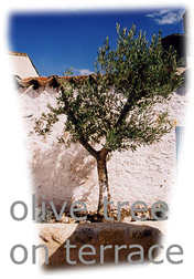 Holiday houses and vacation rentals in Provence and Languedoc, many villas with pools, southern France
